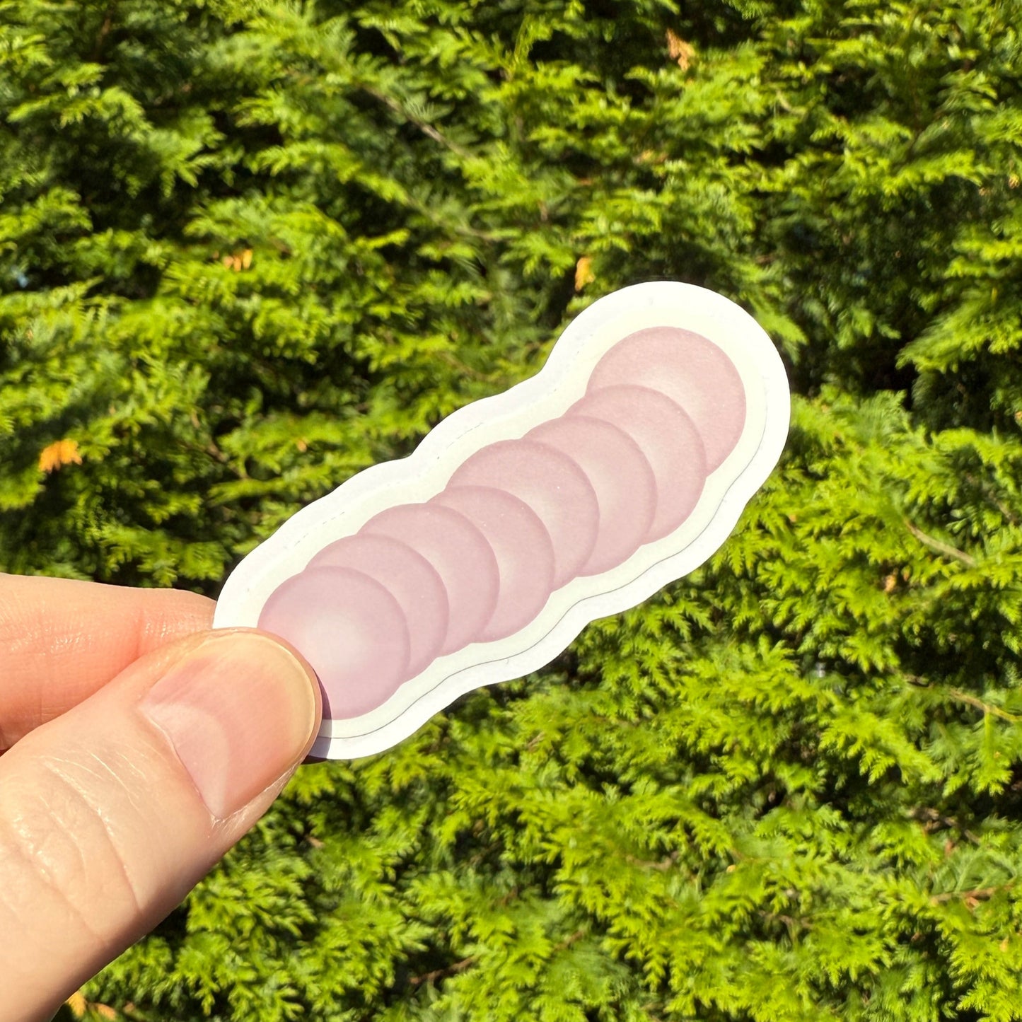 Red Blood Cell Morphology Sticker